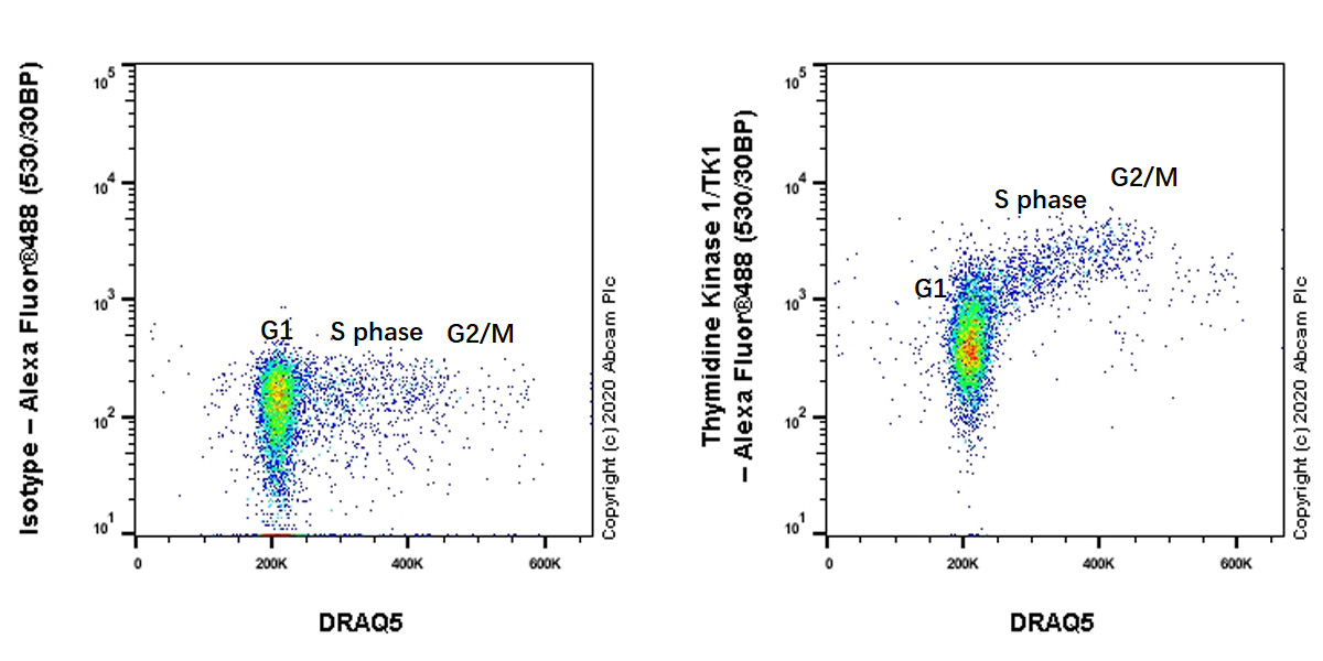 Flow Cytometry (Intracellular) - Anti-Thymidine Kinase 1/TK1 antibody [EPR3193] (AB76495), expandable thumbnail