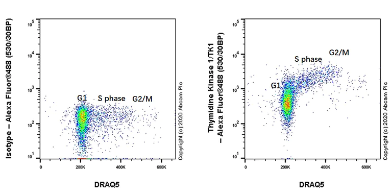 Flow Cytometry (Intracellular) - Anti-Thymidine Kinase 1/TK1 antibody [EPR3193] - BSA and Azide free (AB239885)