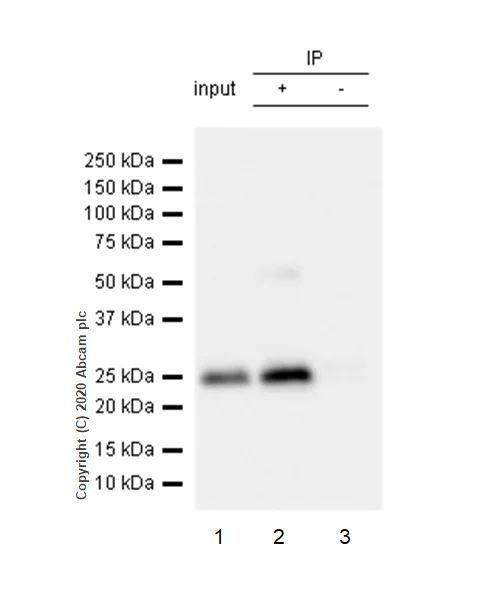 Immunoprecipitation - Anti-Thymidine Kinase 1/TK1 antibody [EPR3193] - BSA and Azide free (AB239885)
