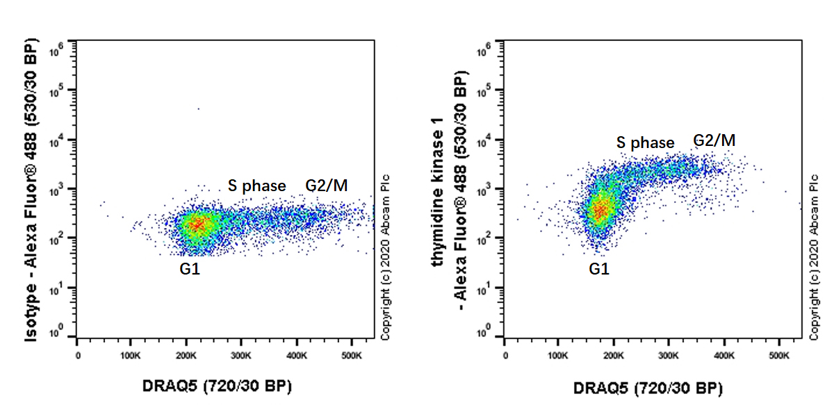 Flow Cytometry (Intracellular) - Anti-Thymidine Kinase 1/TK1 antibody [EPR3194] - BSA and Azide free (AB223164), expandable thumbnail