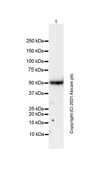 Western blot - Anti-Thymidine Phosphorylase antibody [EPR25629-129] - BSA and Azide free (AB284863)
