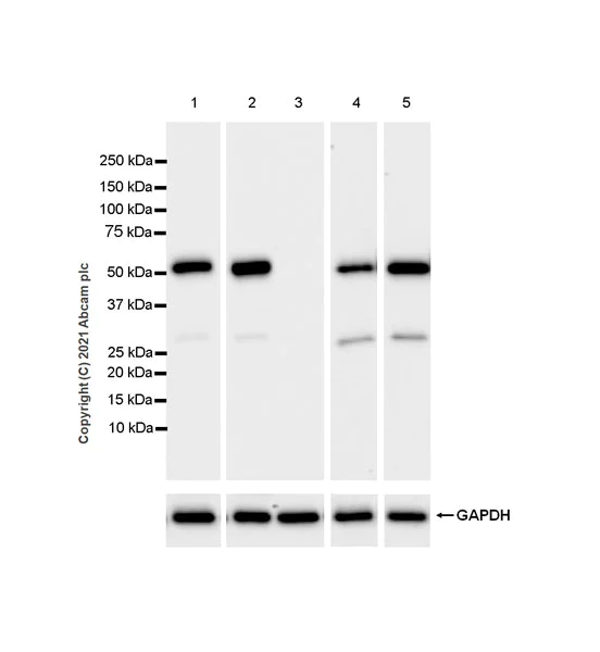 Western blot - Anti-Thymidine Phosphorylase antibody [EPR25629-129] - BSA and Azide free (AB284863)