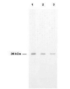 Western blot - Anti-Thymidylate Synthase antibody (AB7398)