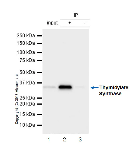 Immunoprecipitation - Anti-Thymidylate Synthase antibody [EPR4545] (AB108995)