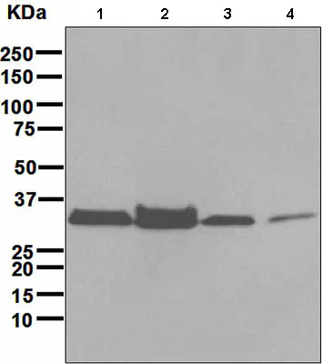 Western blot - Anti-Thymidylate Synthase antibody [EPR4545] (AB108995)