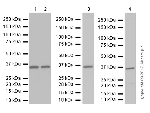 Western blot - Anti-Thymidylate Synthase antibody [EPR4545] (AB108995)