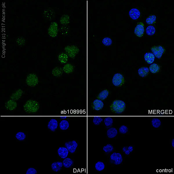 Immunocytochemistry/ Immunofluorescence - Anti-Thymidylate Synthase antibody [EPR4545] - BSA and Azide free (AB232021)