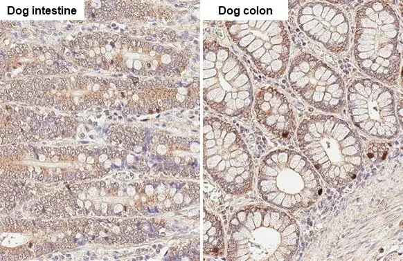 Immunohistochemistry (Formalin/PFA-fixed paraffin-embedded sections) - Anti-Thymidylate synthase antibody [HL1236] (AB308383)