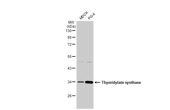 Western blot - Anti-Thymidylate synthase antibody [HL1236] (ab308383), expandable thumbnail