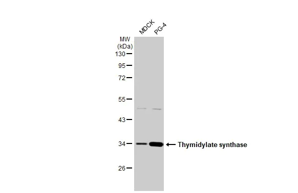 Western blot - Anti-Thymidylate synthase antibody [HL1236] (AB308383)