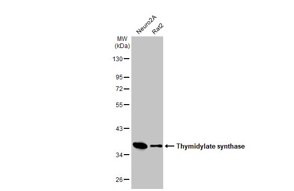Western blot - Anti-Thymidylate synthase antibody [HL1236] (AB308383), expandable thumbnail
