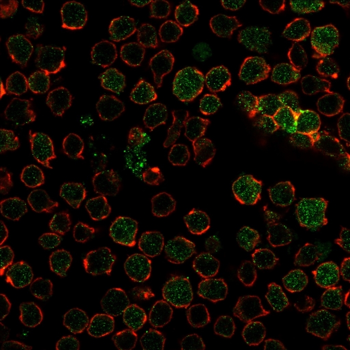 Immunocytochemistry - Anti-Thymidylate Synthase antibody [TYMS/1884] (AB224649), expandable thumbnail