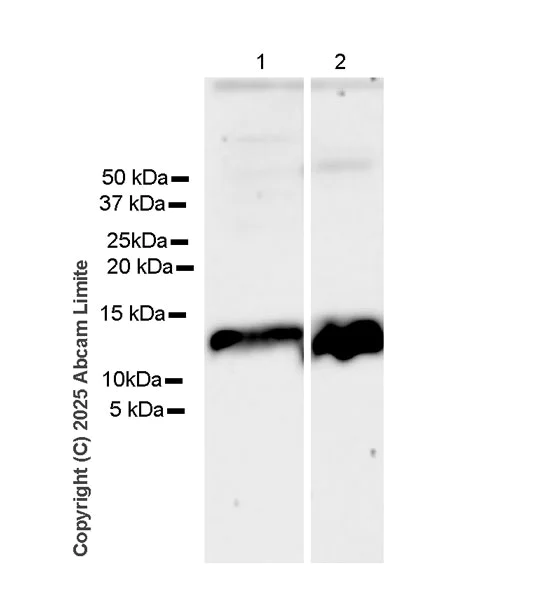 Western blot - Anti-Thymosin beta 4 antibody [EPR26609-45] (AB323478)