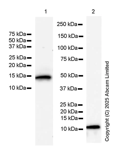 Western blot - Anti-Thymosin beta 4 antibody [EPR26609-45] (AB323478)