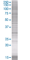 Thymosin beta 4 overexpression 293T lysate (whole cell)