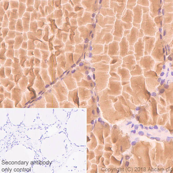 Immunohistochemistry (Formalin/PFA-fixed paraffin-embedded sections) - Anti-Thyroglobulin antibody [CPT-35.3-31] - BSA and Azide free (AB245205)