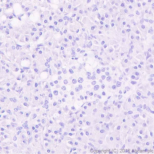 Immunohistochemistry (Formalin/PFA-fixed paraffin-embedded sections) - Anti-Thyroglobulin antibody [CPT-35.3-31] - BSA and Azide free (AB245205)