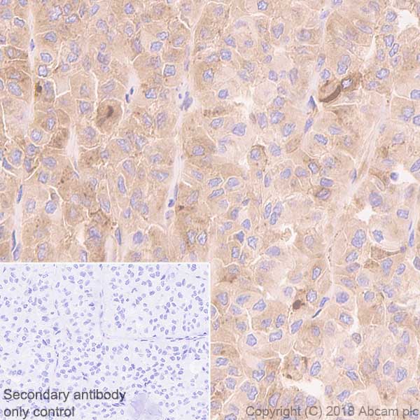 Immunohistochemistry (Formalin/PFA-fixed paraffin-embedded sections) - Anti-Thyroglobulin antibody [CPT-35.3-31] - BSA and Azide free (AB245205)