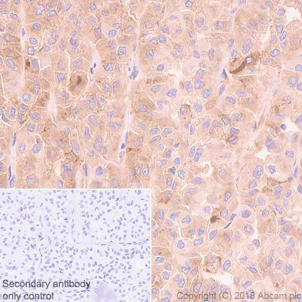 Immunohistochemistry (Formalin/PFA-fixed paraffin-embedded sections) - Anti-Thyroglobulin antibody [CPT-35.3-31] - BSA and Azide free (AB245205)