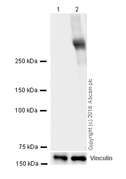 Western blot - Anti-Thyroglobulin antibody [CPT-R35.3-41] (AB243094)