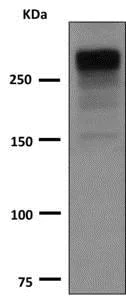 Western blot - Anti-Thyroglobulin antibody [EPR3614(2)] (AB151539)