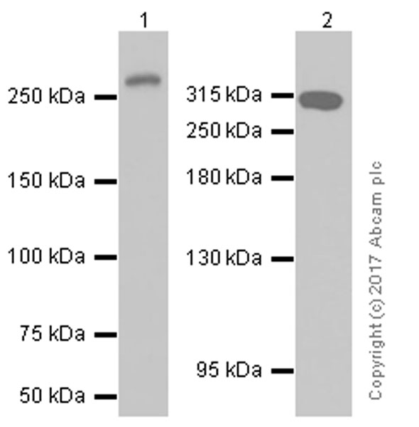 Western blot - Anti-Thyroglobulin antibody [EPR9730] (AB156008), expandable thumbnail