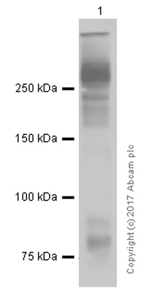 Western blot - Anti-Thyroglobulin antibody [EPR9730] (ab156008), expandable thumbnail