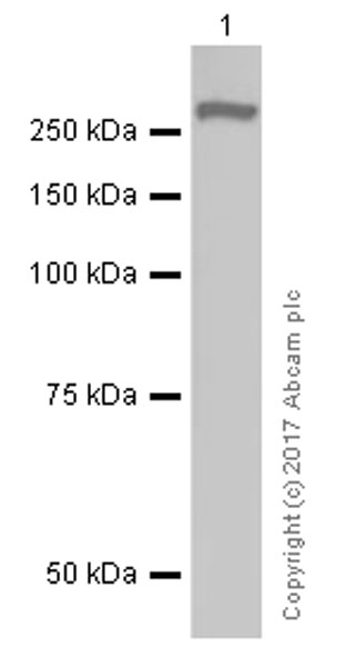 Western blot - Anti-Thyroglobulin antibody [EPR9730] (AB156008), expandable thumbnail