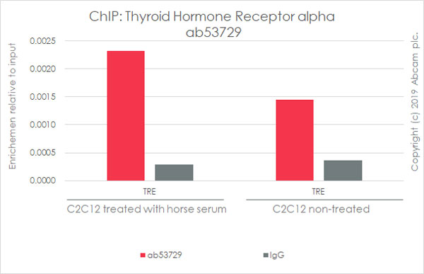 ChIP - Anti-Thyroid Hormone Receptor alpha antibody (AB53729), expandable thumbnail