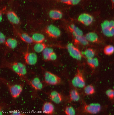 Immunocytochemistry/ Immunofluorescence - Anti-Thyroid Hormone Receptor alpha antibody (AB53729), expandable thumbnail