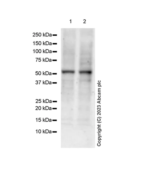 Western blot - Anti-Thyroid Hormone Receptor alpha antibody [EPR7862] (AB179438)