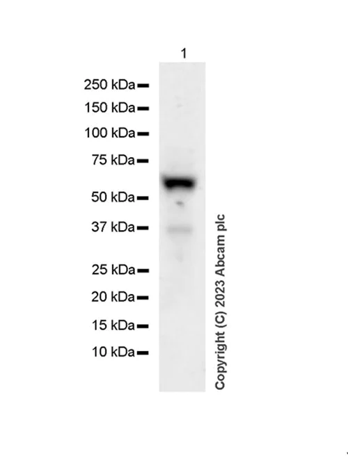 Western blot - Anti-Thyroid Hormone Receptor alpha antibody [EPR7862] - BSA and Azide free (AB250085)