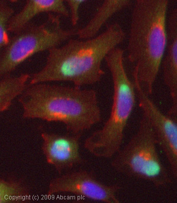 Immunocytochemistry/ Immunofluorescence - Anti-Thyroid Hormone Receptor beta antibody (AB53170)