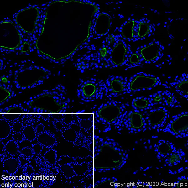 Immunohistochemistry (Frozen sections) - Anti-Thyroid Peroxidase/TPO antibody [EPR23574-130] (AB275932)