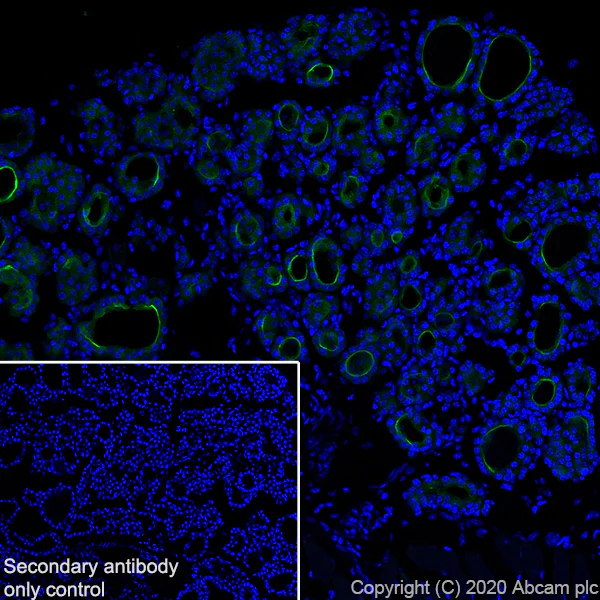 Immunohistochemistry (Frozen sections) - Anti-Thyroid Peroxidase/TPO antibody [EPR23574-130] - BSA and Azide free (AB275935)