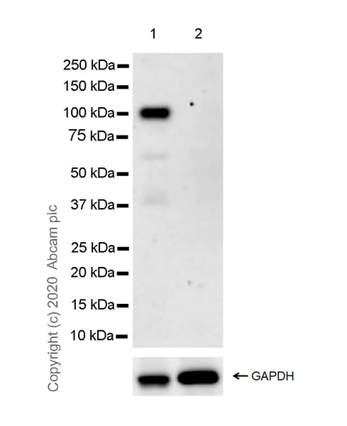 Western blot - Anti-Thyroid Peroxidase/TPO antibody [EPR23574-405] (AB278525)