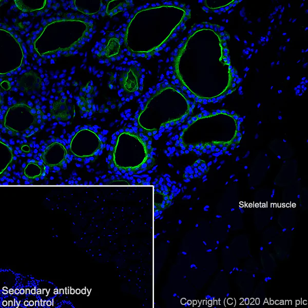 Immunohistochemistry (Frozen sections) - Anti-Thyroid Peroxidase/TPO antibody [EPR23574-405] - BSA and Azide free (AB278531)