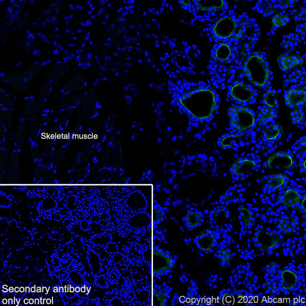 Immunohistochemistry (Frozen sections) - Anti-Thyroid Peroxidase/TPO antibody [EPR23574-405] - BSA and Azide free (AB278531)