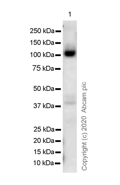 Western blot - Anti-Thyroid Peroxidase/TPO antibody [EPR23574-405] - BSA and Azide free (AB278531)
