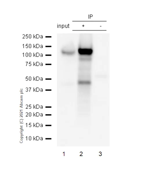 Immunoprecipitation - Anti-Thyroid Peroxidase/TPO antibody [EPR5380] (AB109383)