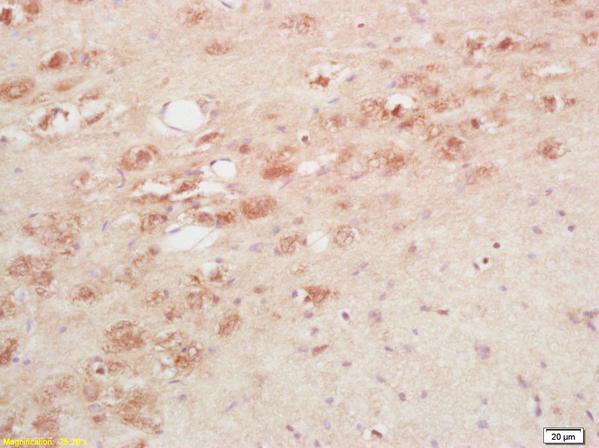 Immunohistochemistry (Formalin/PFA-fixed paraffin-embedded sections) - Anti-Thyrotropin Releasing Hormone (TRH) antibody (AB216601)