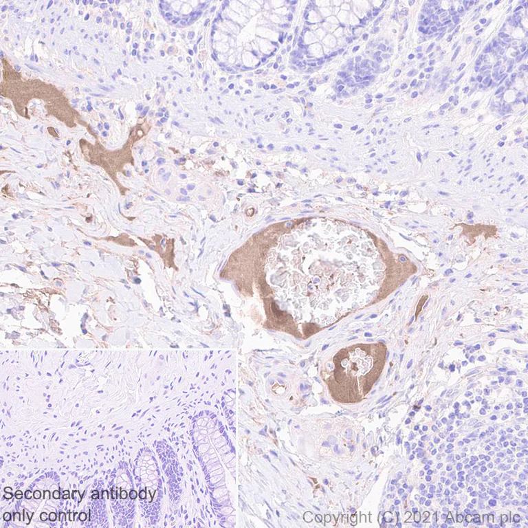 Immunohistochemistry (Formalin/PFA-fixed paraffin-embedded sections) - Anti-Thyroxine Binding Globulin antibody [EPR24453-121] - BSA and Azide free (AB280962)