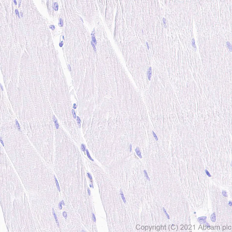 Immunohistochemistry (Formalin/PFA-fixed paraffin-embedded sections) - Anti-Thyroxine Binding Globulin antibody [EPR24453-121] - BSA and Azide free (AB280962)