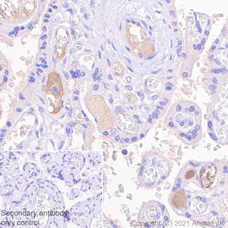 Immunohistochemistry (Formalin/PFA-fixed paraffin-embedded sections) - Anti-Thyroxine Binding Globulin antibody [EPR24453-121] - BSA and Azide free (AB280962)