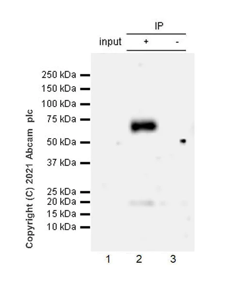 Immunoprecipitation - Anti-Thyroxine Binding Globulin antibody [EPR24453-121] - BSA and Azide free (AB280962)