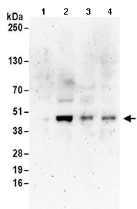 Western blot - Anti-TIA1 antibody (AB168837)