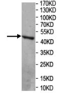 Western blot - Anti-TIA1 antibody (AB205063)