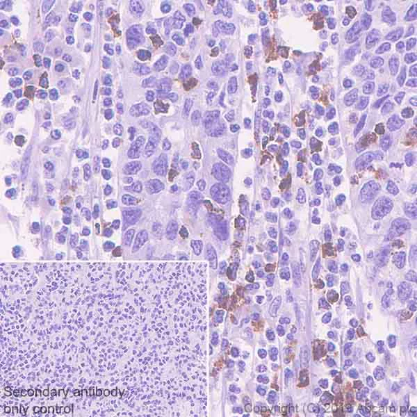 Immunohistochemistry (Formalin/PFA-fixed paraffin-embedded sections) - Anti-TIA1 antibody [EPR22999-80] (AB263945)
