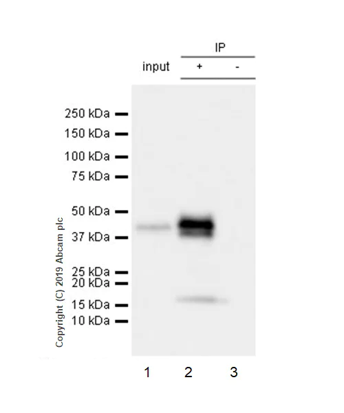 Immunoprecipitation - Anti-TIA1 antibody [EPR22999-80] (AB263945)
