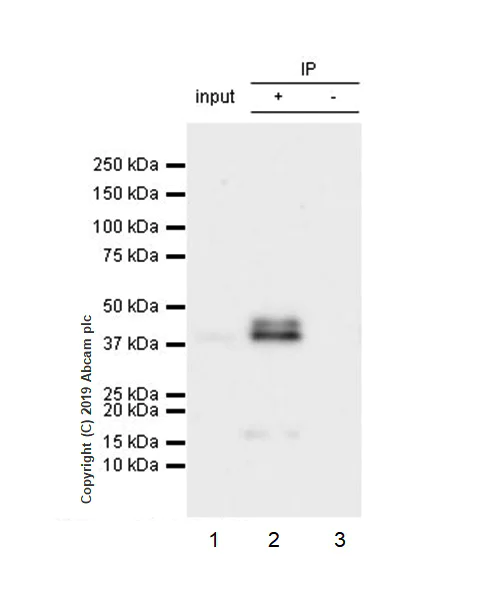 Immunoprecipitation - Anti-TIA1 antibody [EPR22999-80] (AB263945)